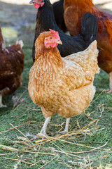 Hens