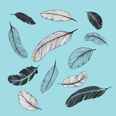 Feathers set. Set of different feathers. Included black, white and transparent version. 