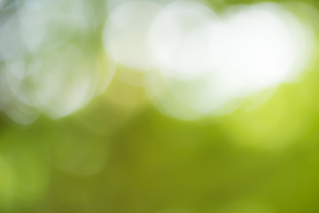 Fototapeta premium Abstract out of focus with green nature