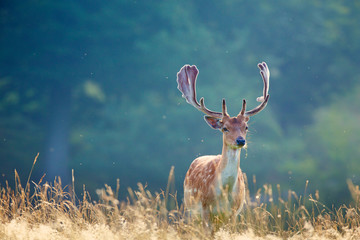 A fallow deer Buck on summers morning - obrazy, fototapety, plakaty