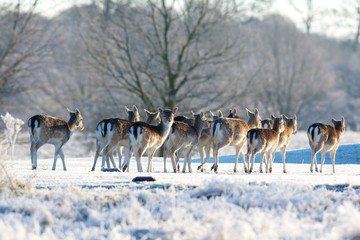 Group of fallow deer on a cold winters morning