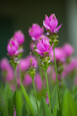 Siam tulip flower in Thailand.