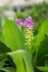 Obraz premium Siam tulip flower in Thailand.