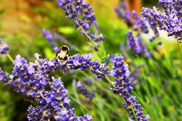 Branches of flowering lavender