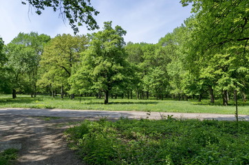 Fototapeta na wymiar Panorama of a path through a lush green summer forest, Ludogorie, Bulgaria 