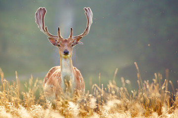 Fallow deer buck in summer