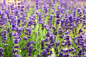 Branches of flowering lavender