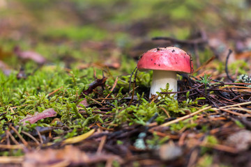 Beautiful edible mushroom