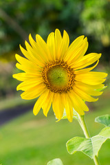 Fototapeta premium Sunflower natural background.