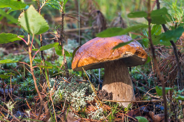 Beautiful edible mushroom