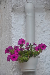 Blumentöpfe in Polignano a Mare