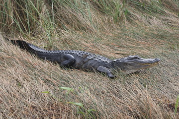 Alligator