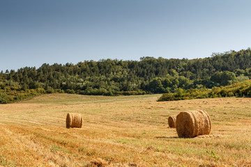 Hay bale on a rural field