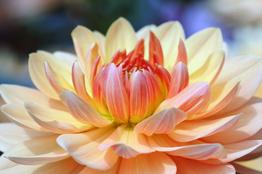 Closeup of a Beautiful Dahlia Flower in Vibrant Colors

