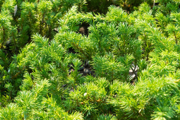 Juniperus conferta var. maritima