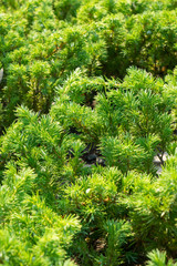 Juniperus conferta var. maritima