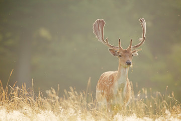 Fallow deer in the summer