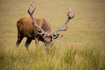 Cerf Elaphe
