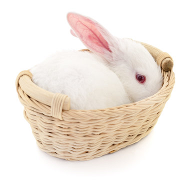 Rabbit in basket