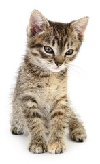 Obraz premium Kitten on a white background