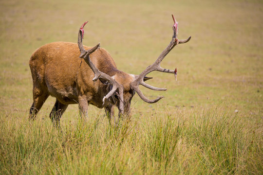 Cerf Elaphe