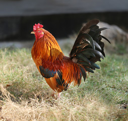  Beautiful multi-colored rooster