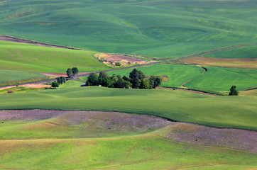 Palouse landscape