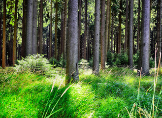 Forest in summer time