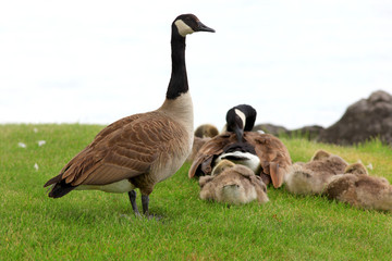 Canadian goose and goslings by the lake