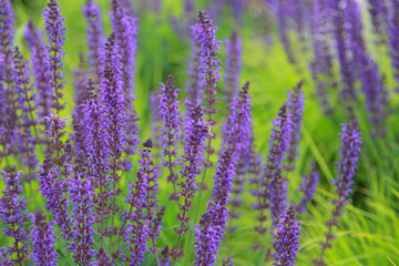 Close up shot of Lavender flowers