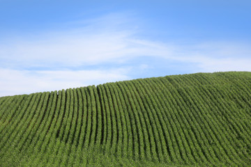 Fototapeta na wymiar Wheat fields against blue sky background