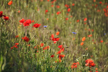 Mohnwiese mit Kornblumer