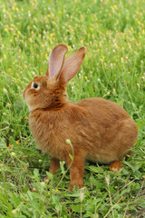 Beautiful red rabbit on grass