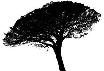 silhouette de pin parasol sur fond blanc © Unclesam