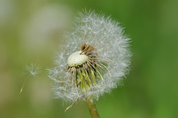 dandelion with leafless seeds