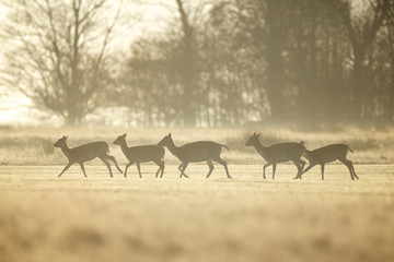 Fototapeta na wymiar Group of silhouetted fallow deer