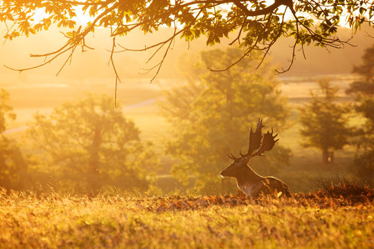 Fototapeta silhouetted fallow deer buck