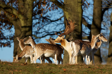 Group of fallow deer