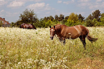 horses in field