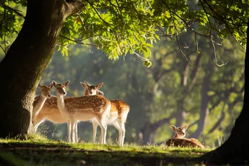 Foto op Canvas group of fallow deer © bridgephotography