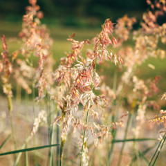 Close up of wildflowers and plants in sunny field