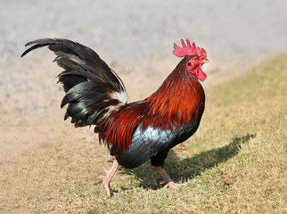  Beautiful multi-colored rooster