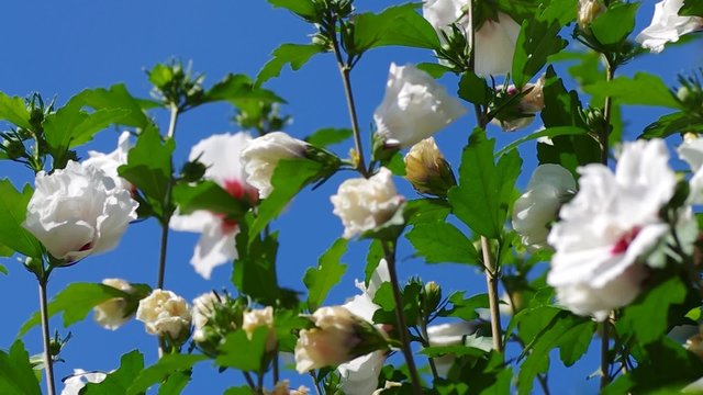 Wei&szlig;e Bl&uuml;ten bewegen sich im Wind vor blauem Himmel