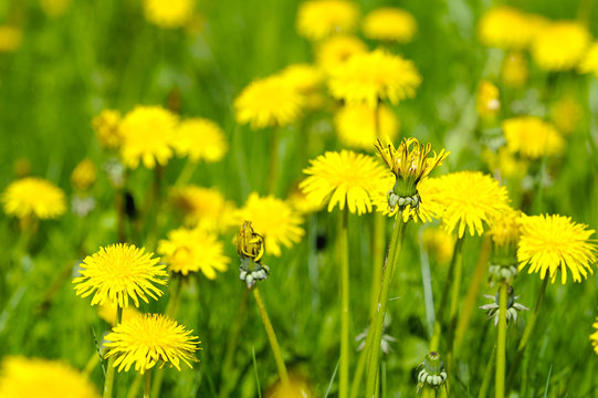 Fototapeta yellow field of dandelions
