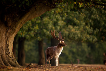 Fallow deer buck under a tree