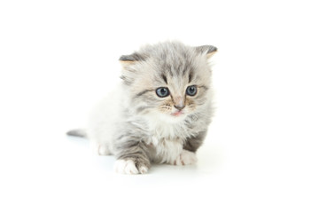 Small kitten isolated on white