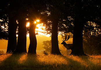 silhouetted fallow deer buck behind a tree at sunrise