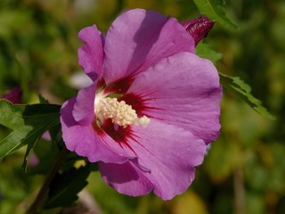 pink flower of hibiscus ornamental bush