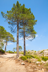 Mountain landscape with pine trees on rock