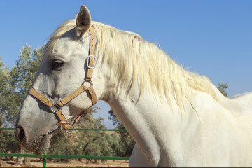 Side view of a white horse with olive groves at background